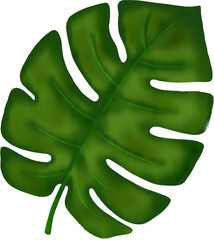 Green Monstera Leaf for Tropical Summer
