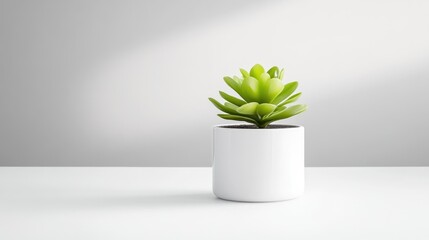 Minimalist succulent in a white pot on a white surface
