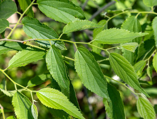 Celtis australis, the European nettle tree, Mediterranean hackberry, lote tree, or honeyberry, is a deciduous tree native to Southern Europe. Leaves detail