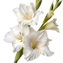 Obraz premium gladiolus flower in Transparent Background Bouquet of Elegant White Gladiolus Flowers on Transparent Background