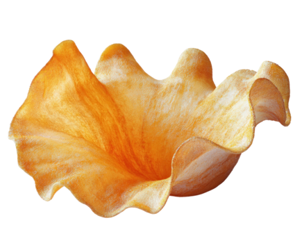 Delicate orange shell bowl home colorful natural isolated on transparent background