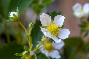 Spring blossom of sweet strawberry plant in organic garden, growing outdoor