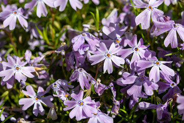 Spring blossom of mountain emerald blue creeping phlox subulata in garden close up
