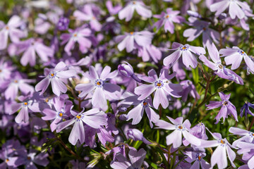 Fototapeta premium Spring blossom of mountain emerald blue creeping phlox subulata in garden close up