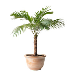 Obraz premium Potted Palm Tree Indoor Plant Guide and Care Tips Cut Out Transparent Png
