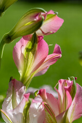 Alstroemeria, pink and white Peruvian lily or lily of the Incas, genus of flowering plants in family Alstroemeriaceae.
