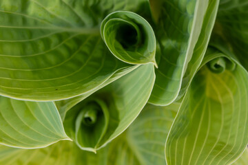 Greel leaves of hostas, plantain lilies widely cultivated as shade-tolerant foliage plants