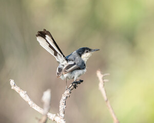 Balança rabo do nordeste macho (Polioptila atricapilla) pousado em uma galho seco e com o rabo levantado
