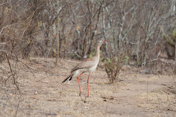 Seriema (Cariama cristata) andando sob o clima quente da caatinga