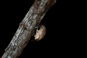 Picapauzinho de costas pintadas macho (Picumnus buffonii) escalando uma árvore Son um lindo fundo preto