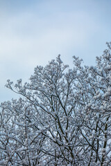 Snow-capped Treetops, against bright light-blue Sky in Background; Concept for Winter Season; Copy...