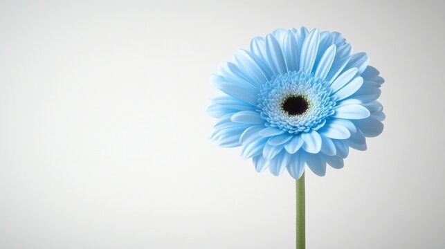 A single delicate blue gerbera daisy flower in full bloom standing tall on a slender green stem, minimalist white background, and floral elegance concept.