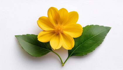 a single yellow flower with green leaves on a white background