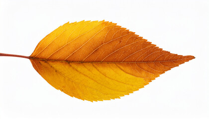 yellow autumn leaf isolated