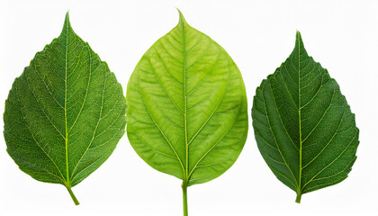 Fototapeta premium multiple leaf transparent background