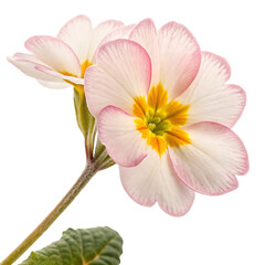 Fototapeta premium primrose flower in Transparent Background Pink and Yellow Primrose Flowers on Transparent Background