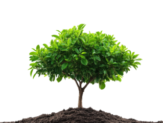 Growing resilient tree nature scene plant life view isolated on transparent background