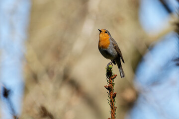 portrait of a robin