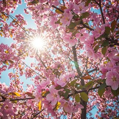 pink cherry blossom on the sun