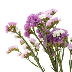 Obraz premium statice flower in Transparent Background Beautiful Bouquet of Purple and White Statice Flowers on Transparent Background