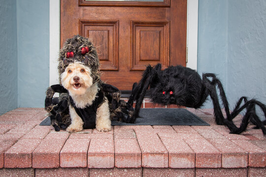 Cream havapoo dog dressed in a Halloween spider's costume sitting on a doorstep next to a spider decoration