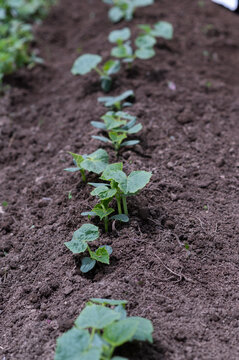 Close-up of a row of freshly planted cucumber plants in a vegetable garden