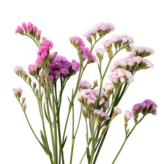 Obraz premium statice flower in Transparent Background Beautiful bouquet of statice flowers in various shades of purple and pink on Transparent Background