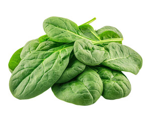 Harvest fresh spinach leaves organic farm food nature isolated on transparent background