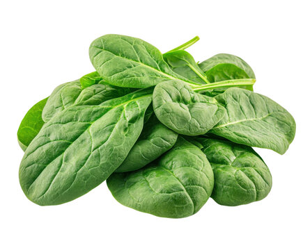 Harvest fresh spinach leaves organic farm food nature isolated on transparent background