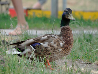 A brown duck walking on a park path, with an orange-brown beak and dark head Background shows a blurred human figure and distant park elements