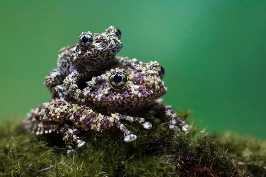Close-up of a juvenile Vietnamese mossy frog (Theloderma corticale) sitting on its mother's back on a rock, Indonesia