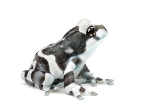 Close-up side view of an Amazon milk frog (Trachycephalus resinifictrix) isolated on a white background