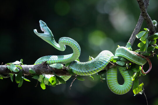 Close-up of a male Hagen's green pit viper (Trimeresurus hageni) on a branch ready to strike, Indonesia