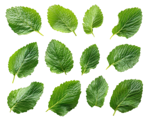 Fresh green mint leaves nature botanical organic isolated on transparent background