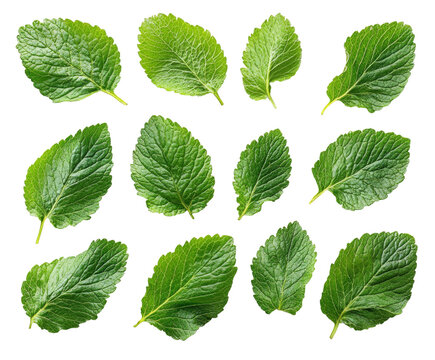 Fresh green mint leaves nature botanical organic isolated on transparent background