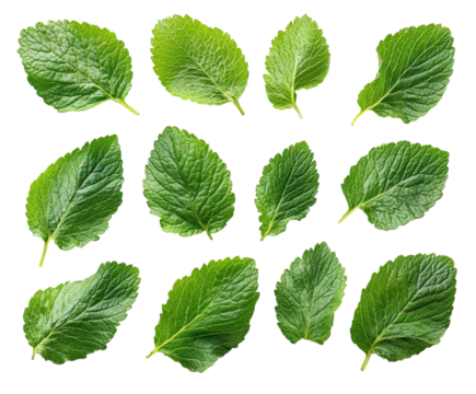 Fresh green mint leaves nature botanical organic isolated on transparent background