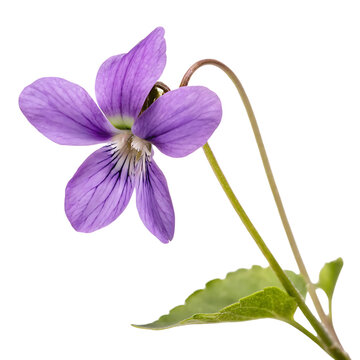 violet flower in Transparent Background single beautiful purple violet flower with green leaves and stem on Transparent Background