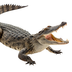 Fototapeta premium Crocodile lounging in a relaxed pose with mouth agape, highlighting its large teeth and rough skin against a neutral backdrop