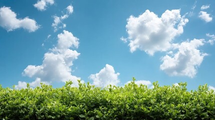 Obraz premium Sky and greenery natural scene blue sky white clouds green hedge landscape