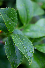 Beautiful image of leaves with many water drops


