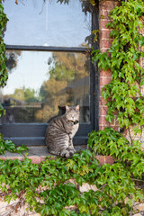short-haired grey cat on a window, surrounded by summertime ivy. He is wearing a gps tracking device on his collar
