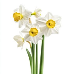 White backdrop: spring daffodils.