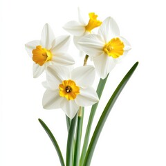 Narcissus flowers isolated on white.