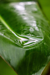 Water in a plant called Heliconia rostrata, popularmente conhecida como bananeira-do-brejo ou papagaio, &eacute; uma planta tropical da fam&iacute;lia Heliconiaceae.

