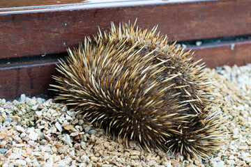 shy echidna