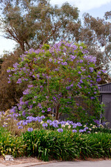 jacaranda tree in bloom