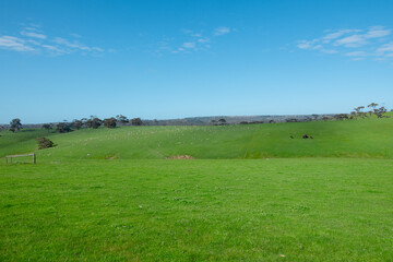 stunning green hills with blue skies, and a flock of white sheep in the background