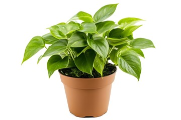 Obraz premium Fresh leafy indoor plant in a modern pot with a natural touch that enhances the charm of your living room