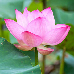 Obraz premium minimalist portrait of a serene lotus blossom