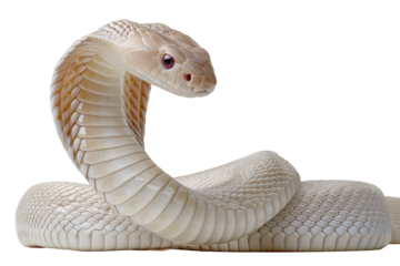 Ethereal Majesty: Albino Cobra in Striking Pose isolated on white